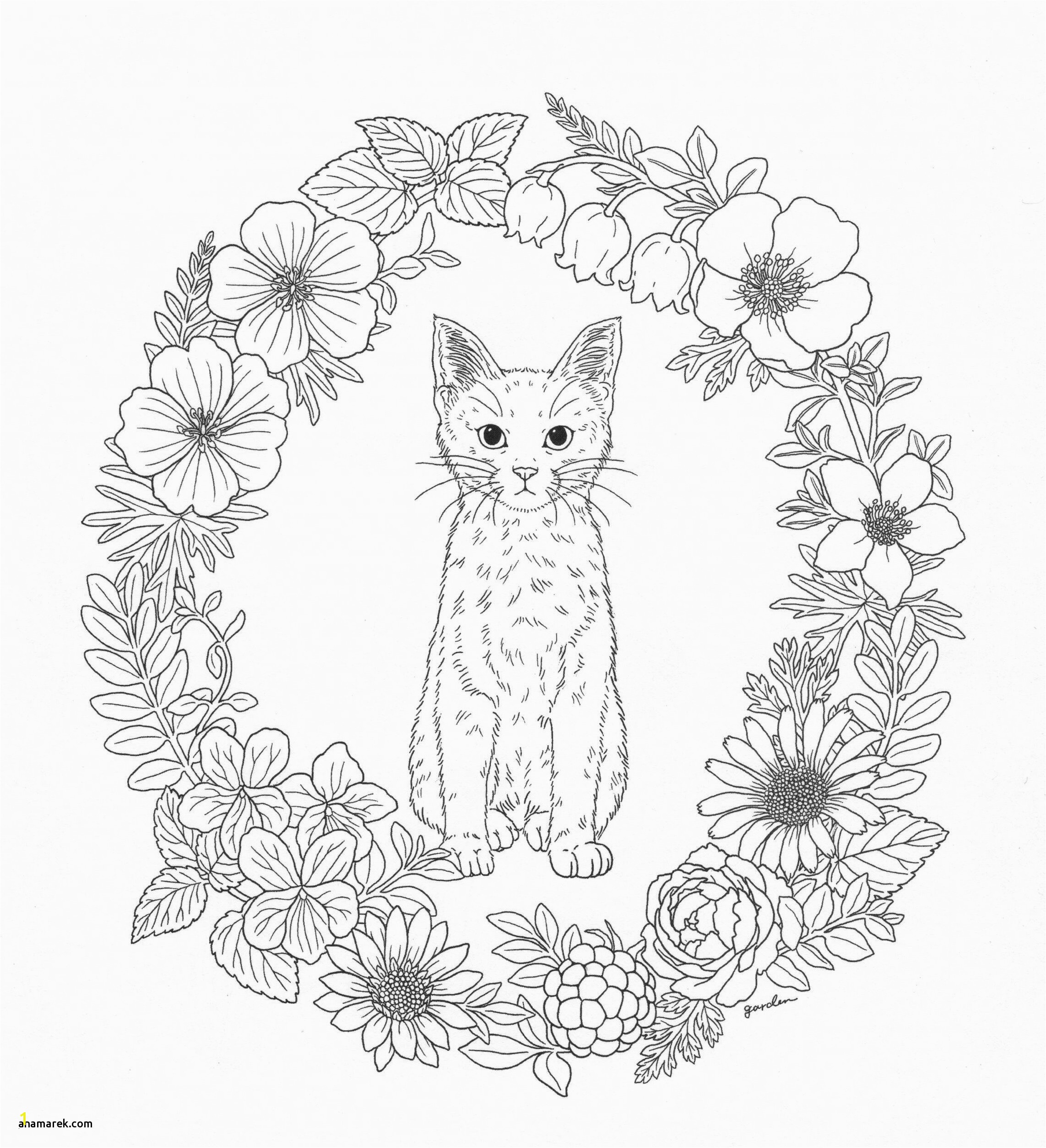 Adult Coloring Pages Cat
