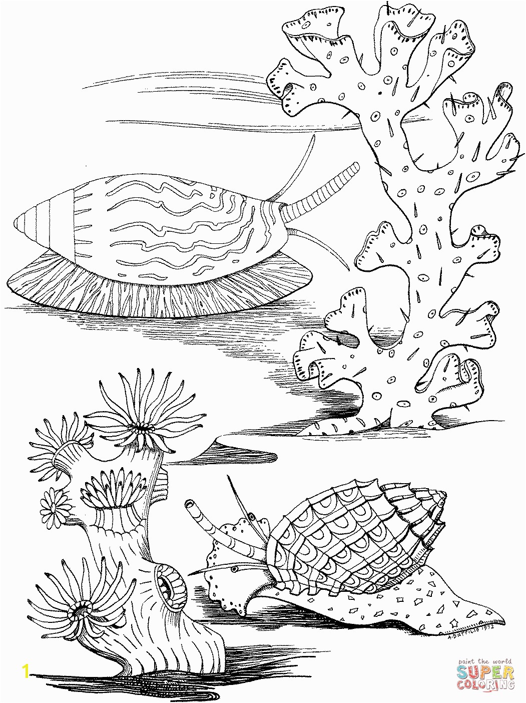 Algae Coloring Pages Advice Algae Coloring Pages Sea Snails Page Free Printable