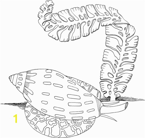 Sea Snail and Algae coloring page