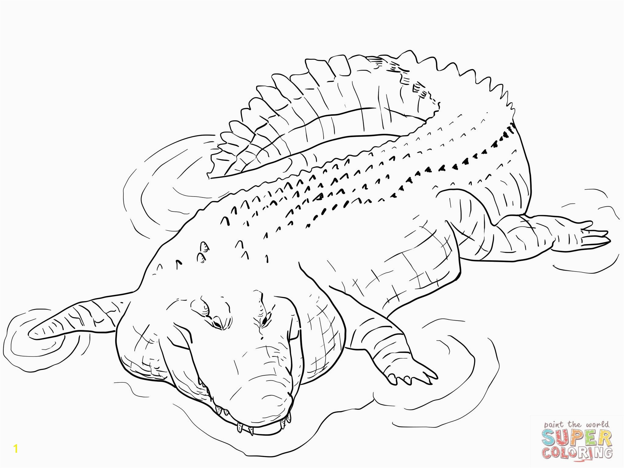 Alligator Coloring Pages Indo Pacific Saltwater Crocodile Coloring Page Alligator Coloring