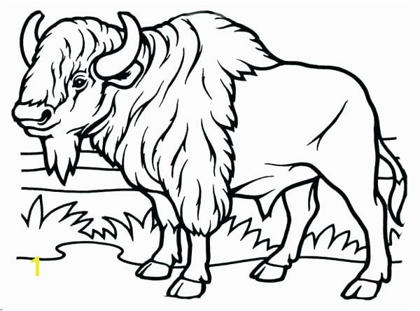 bison coloring page american pages disney easy herd for kids nice free