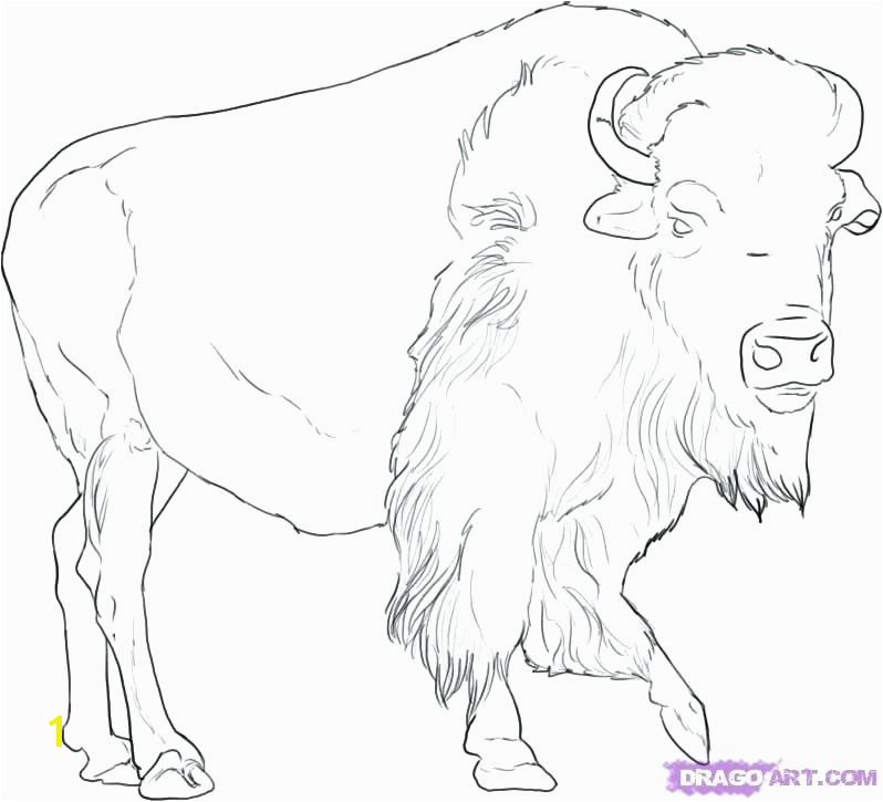 American Bison Coloring Page Bison Coloring Page Bison Coloring Page Bison Coloring Pages Free