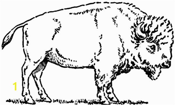 Bison Coloring Pages Bison Picture Coloring Page