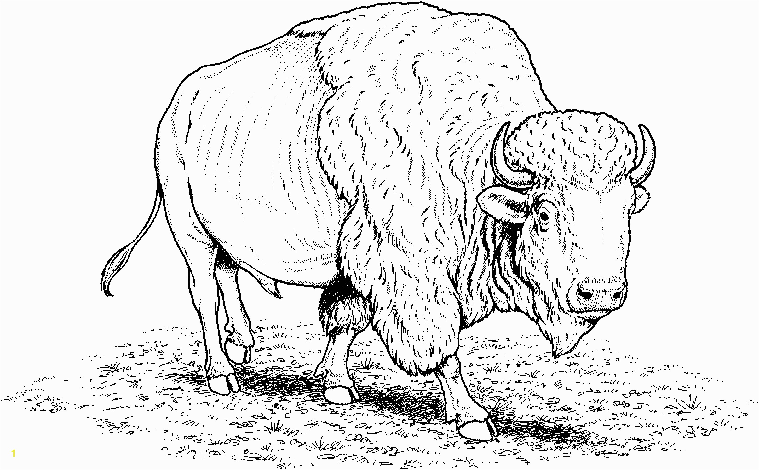 Free Buffalo Coloring Pages