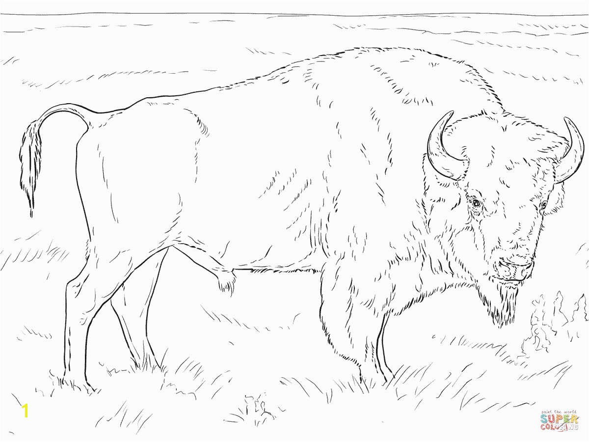 Realistic American Bison Coloring Page Buffalo