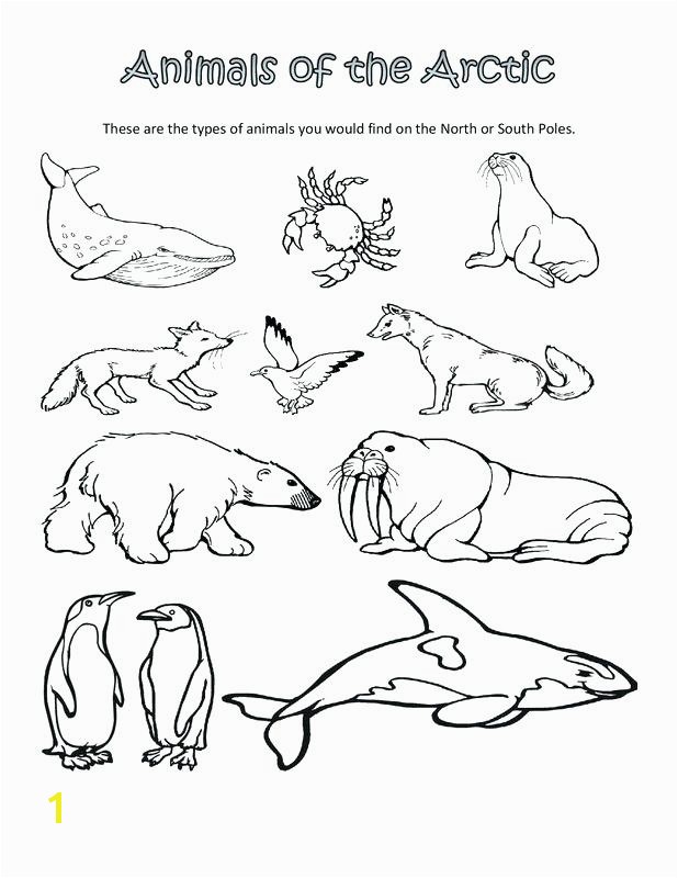 polar bear coloring pages printable baby arctic animals outline drawing be flowers and butterflies