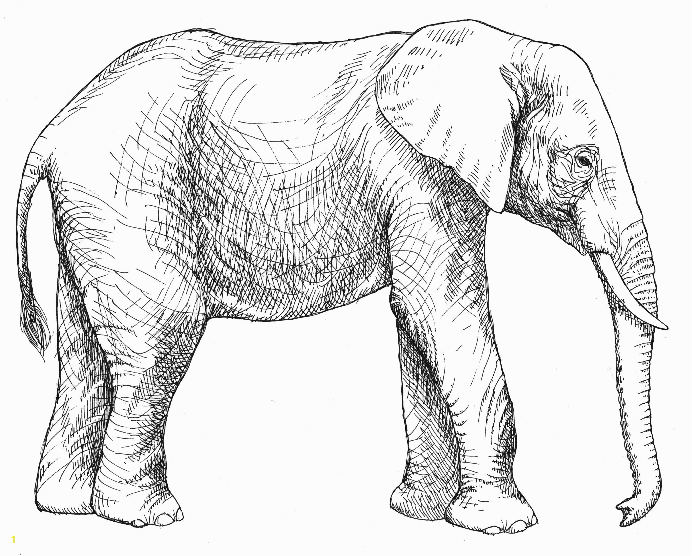 Asian Elephant Coloring Page Elephant Printable Bire 1andwap
