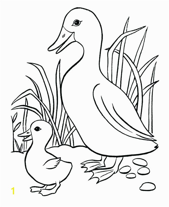 Baby Duck Coloring Pages to Print Baby Duck Coloring Pages to Print Best Ducks Free oregon