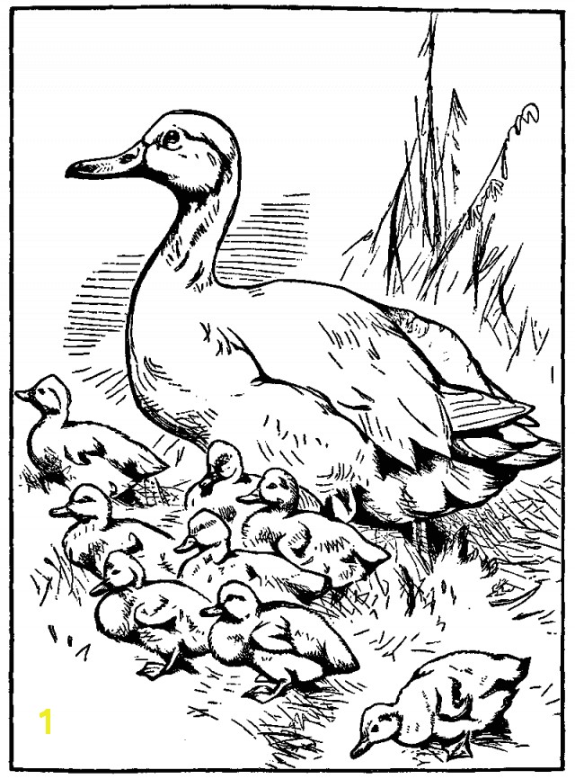 Baby Goose Coloring Pages | divyajanan