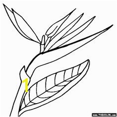 Bird Of Paradise Coloring Page 132 Best Bird Of Paradise Images On Pinterest In 2018