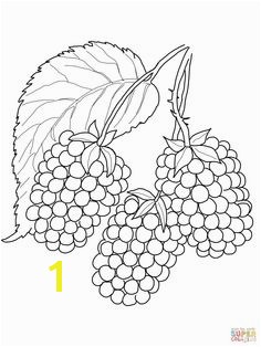 Blackberry coloring page from Blackberry category Select from printable crafts of cartoons nature animals Bible and many more