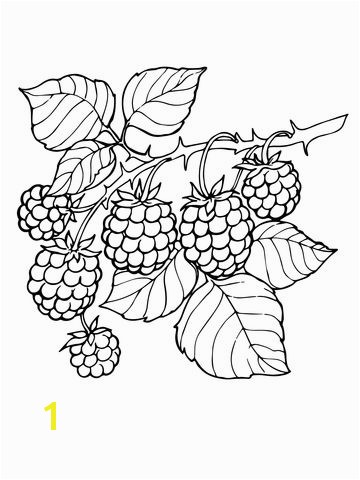 Blackberry Coloring Page Blackberry Branch Coloring Page From Blackberry Category Select