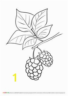 5d8b2c e5817a4359e192ebb24a free printable coloring pages berries