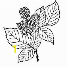 Blackberry Coloring Page Printable Strawberry Coloring Page Free Pdf at