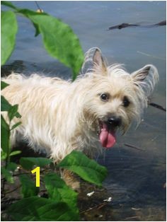 Cairn Terrier Coloring Pages 20 Best Cairn Terrier Crazy Images On Pinterest