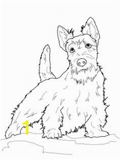 Scottish Terrier · Dog Coloring PageAnimal