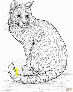 Calico Cat Coloring Pages 242 Best Adult Coloring Pages Cats Cats Cats Images On Pinterest