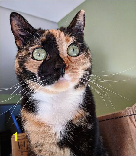 calico cat