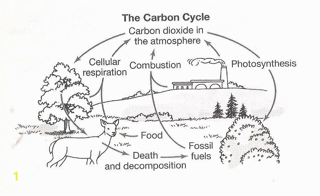 Carbon Cycle Coloring Page Best Teaching Image Luxury graph