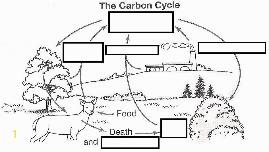 wizer free interactive carbon cycle Biology cycles blended worksheet The Carbon Cycle by teacher