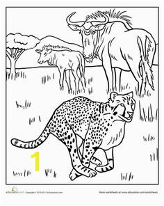 Cheetah Coloring Page