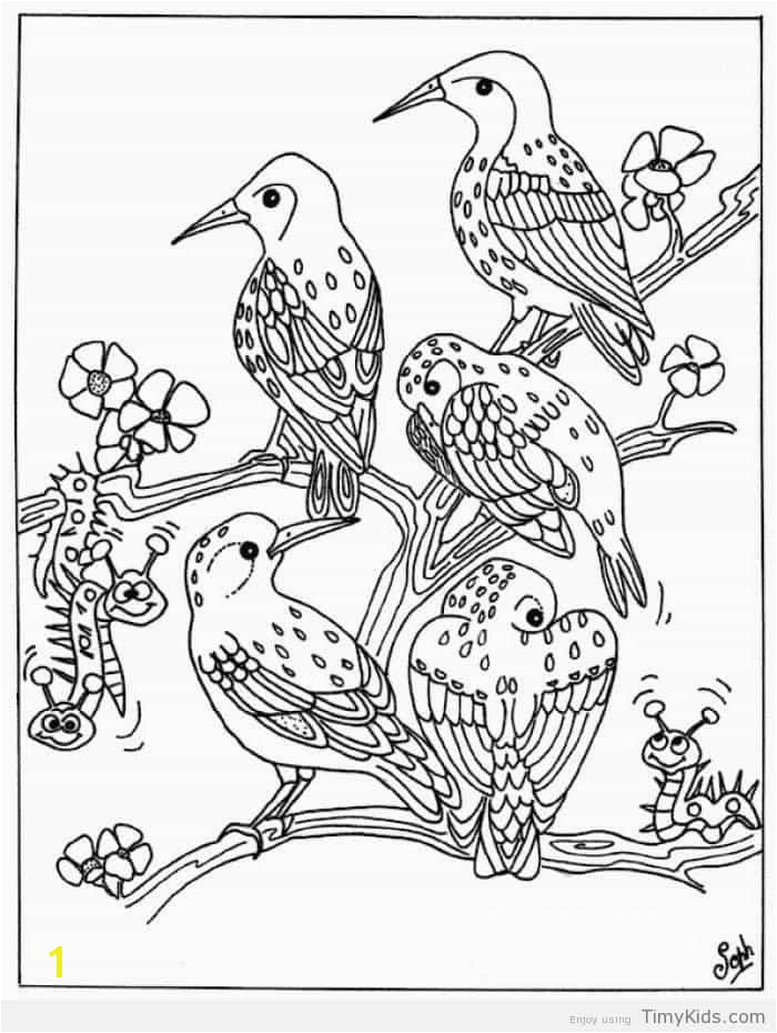 coloring pages birds