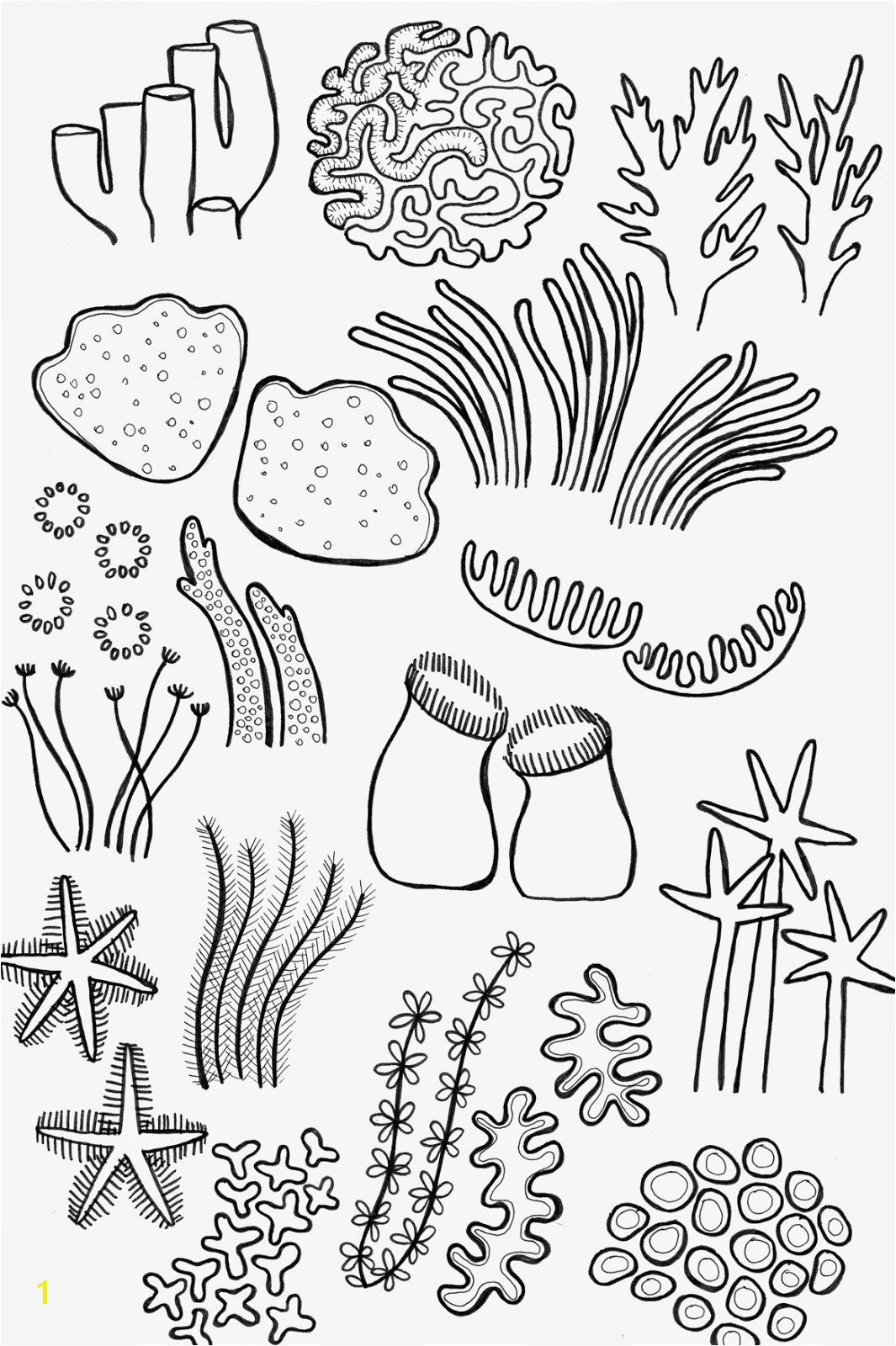 Drawing Underwater Coral Reef