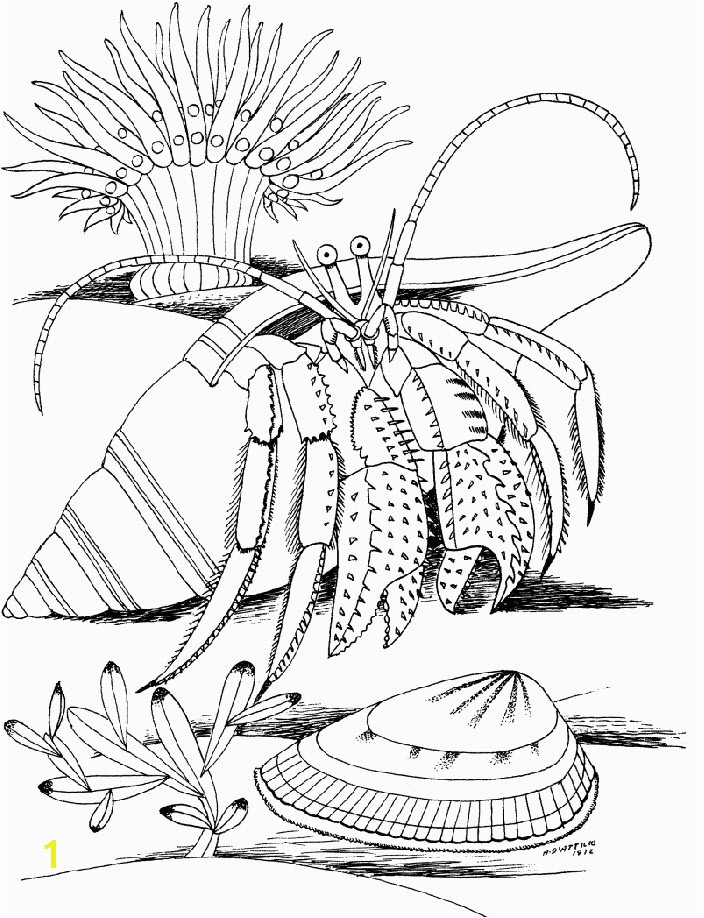 Underwater World Coloring Pages