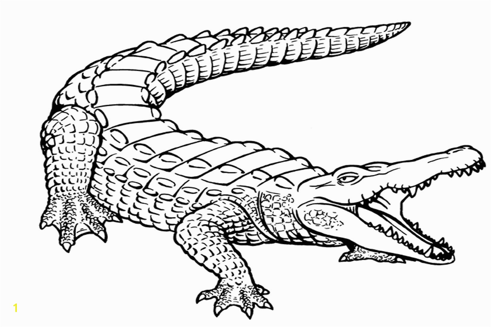 printable pictures of alligators