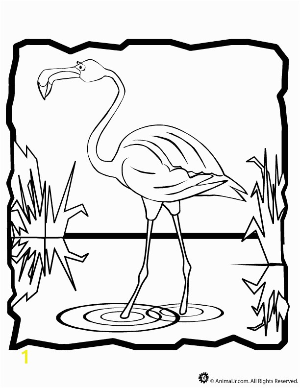 Flamingo