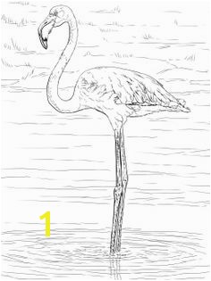 flamingo coloring pages