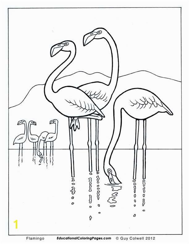 Coloring Pages Of Flamingos Flamingo Coloring Pages Flamingo Colouring Pages