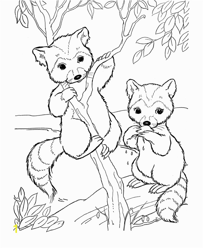 Coloring Pages Of Raccoons Wild Animal Coloring Pages