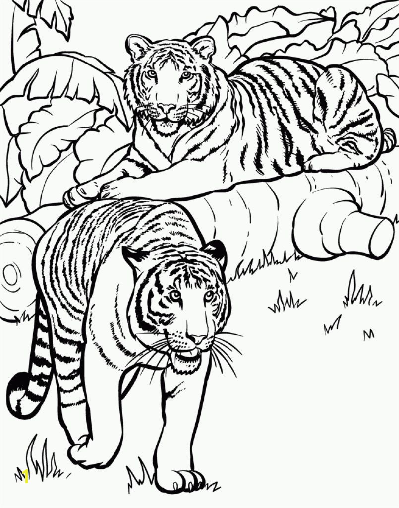 Realistic And Detailed Coloring Page Tiger For Older Kids