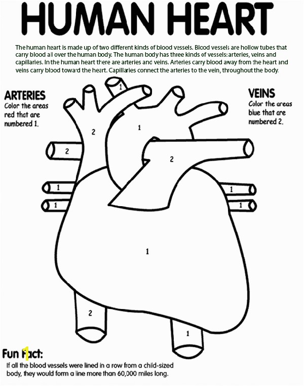 Human Heart coloring page awesome Tells kids what part to color blue and what part to color red
