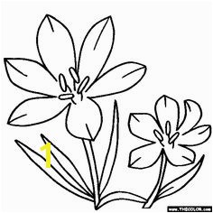 Blossom Crocus Flower Coloring Page