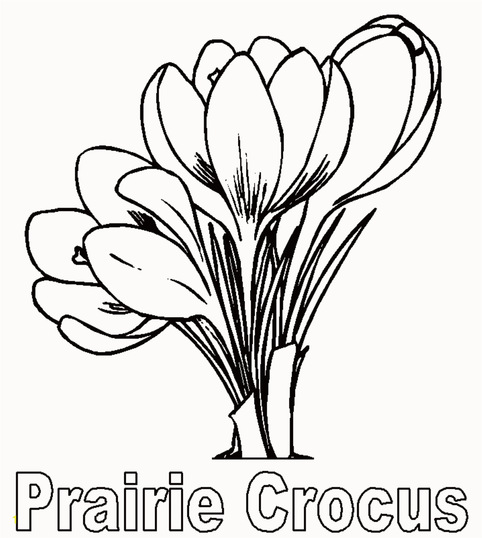 Spring Flower Coloring Pages Amazing Prairie Crocus Flower Coloring Page 25 Inspirational Spring Flower Coloring