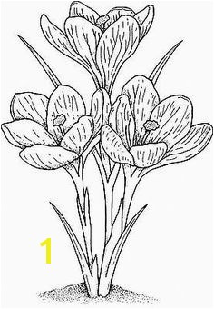 Crocus Coloring Page Pin by sona Medkova On Jaro Pinterest