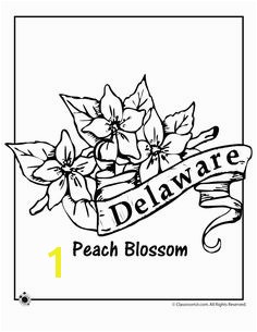 State Flower Coloring Pages Delaware State Flower Coloring Page – Classroom Jr