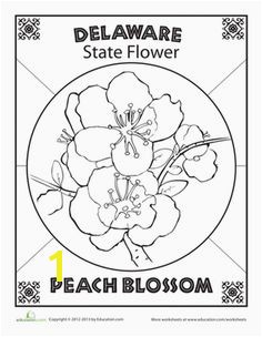 Do you know the official flowers of every state Get started with Delaware and its