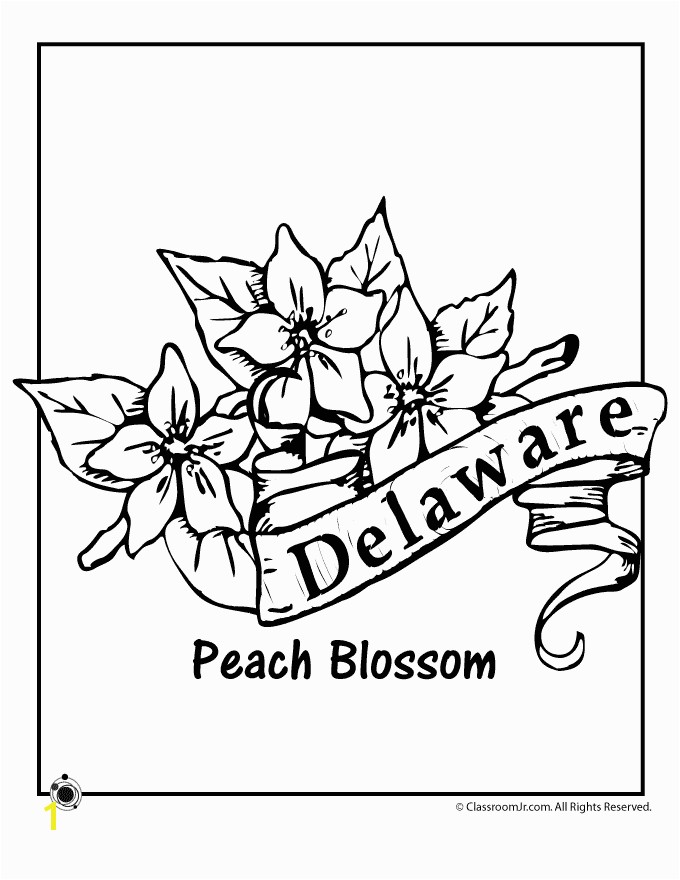 State Flower Coloring Pages Delaware State Flower Coloring Page – Classroom Jr