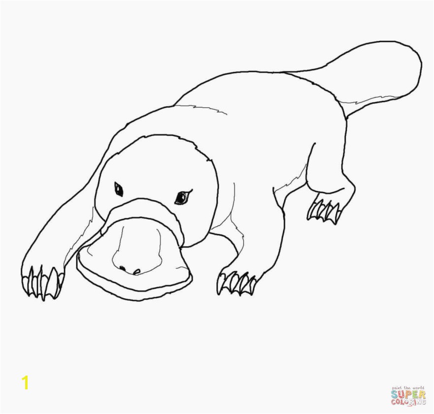 Best Duckbill Platypus Coloring Page Coloring Pages Best Duckbill Platypus Coloring Page Coloring
