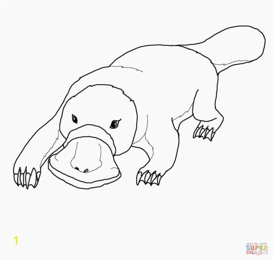 Best Duckbill Platypus Coloring Page Coloring Pages Best Duckbill Platypus Coloring Page Coloring