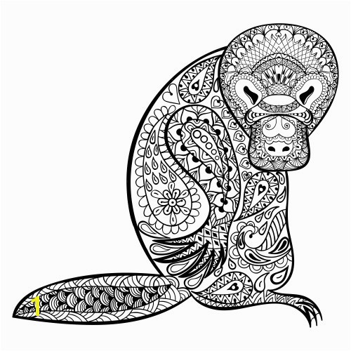 Duck Billed Platypus Coloring Page Duckbill