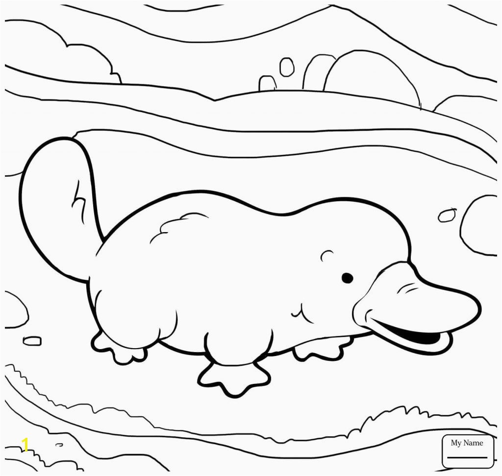 Sensational Platypus Coloring Page 12 Lovely Duckbill Gallery