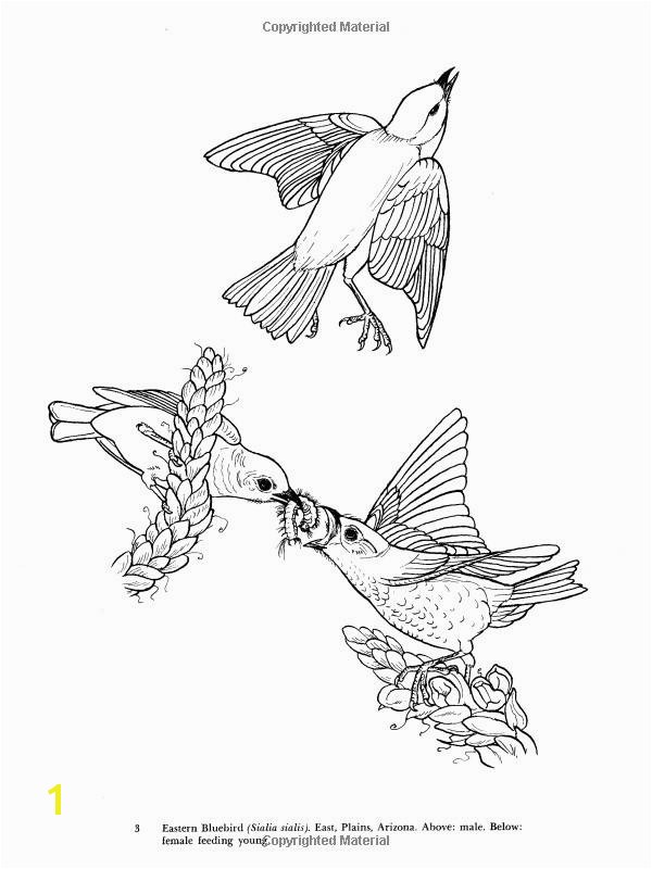 10 New Bird Coloring Pages Ideas Coloring Pages Birds