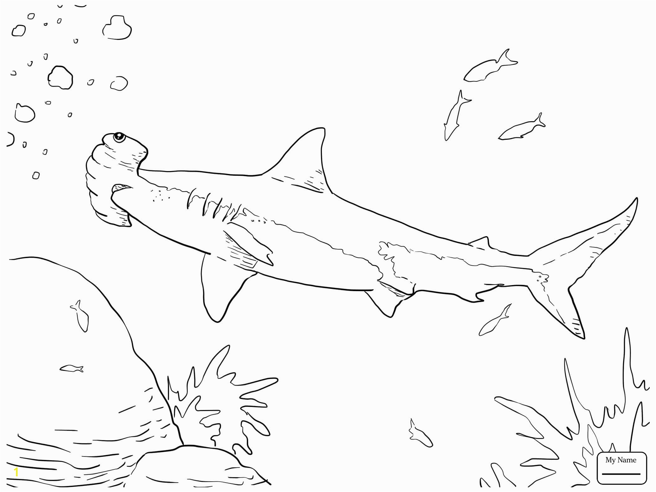 Hammerhead Shark Coloring Page Hammerhead Shark Coloring Page