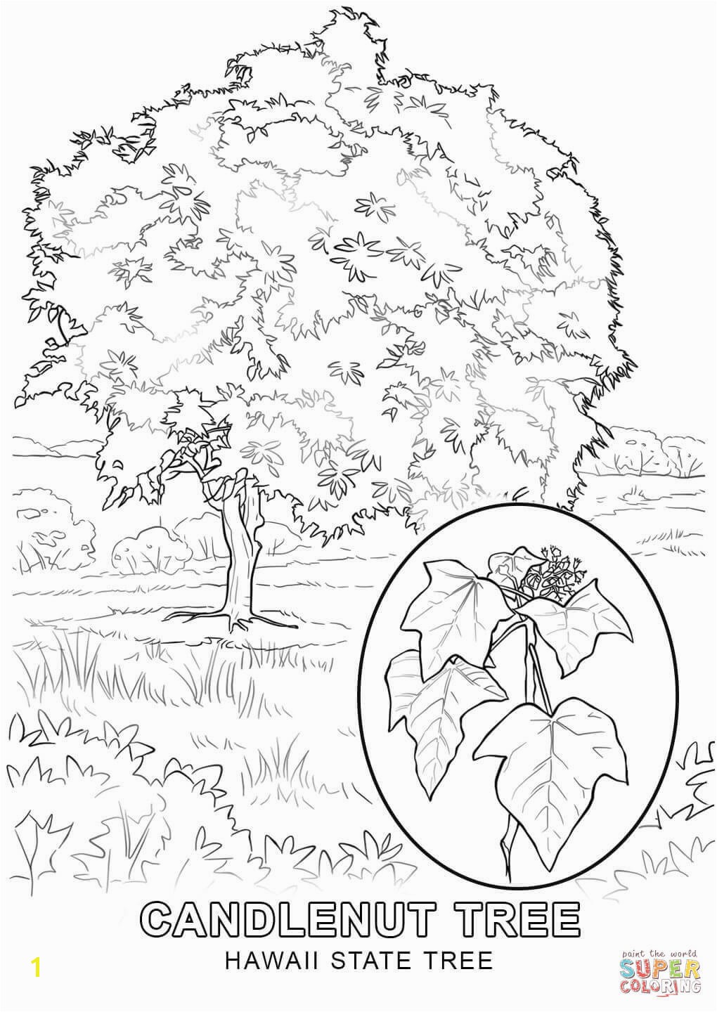 Hawaii State Tree Coloring Page Hawaii Coloring Pages Coloring Chrsistmas
