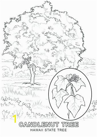 hawaii flag coloring page state tree coloring page hawaiian state flag coloring page