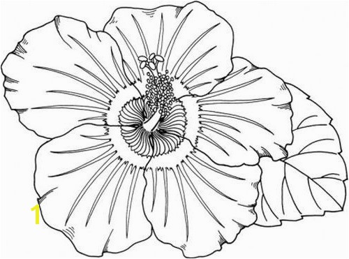 Coloring Pages Hawaiian Flowers Fresh Hawaii Coloring Pages New S S Media Cache Ak0 Pinimg originals 0d